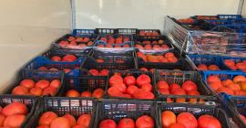 Vendo tomates rosados de calidad superior. Ofrezco tomates rosados