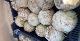 Apio a la venta en grandes cantidades. Apio producido