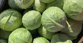 ¡Grandes cantidades de repollo fresco cosechado en Hungría a