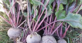 Hola, vendo remolacha de la variedad Azuma F1. Es