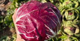 Radicchio en buen estado. No tiene ribeteados negros en