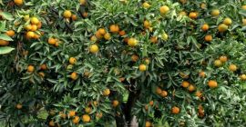 Clementina ecológica certificada - Clementinas IGP de Calabria -