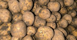 Vendo papas variedad SH 1010 para freír. Precio negociable.