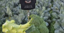 Patatas Agria – Calidad y sabor excepcionales. Descubra nuestras