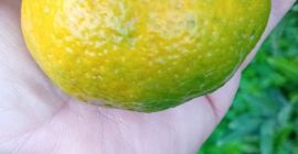 Mandarinas locales de buen tamaño