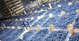 Directamente del productor, conservado en óptimas condiciones en refrigeración