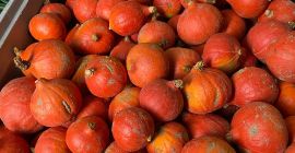 Vendo calabazas Hokkaido, Bambino, Spitfire y Aladdin. Hermosas calabazas