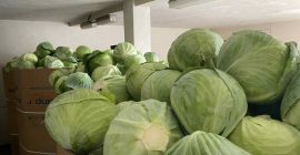 Sprzedam kapustę białą. Kaliber 1,2-3,5 kg. Towar ładny, marketowy,