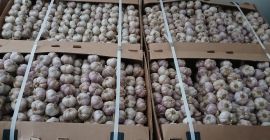 Ajo en venta Contacto +[teléfono]