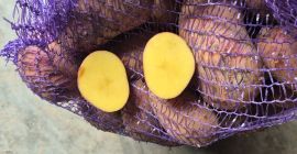 Hola. Vendo patatas muy sabrosas de las variedades Balana