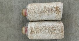 Vendo/importo sustrato de China para el cultivo de setas
