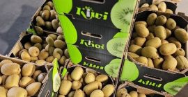Kiwi griego prémium: fresco, certificado y asequible