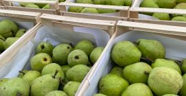 Sprzedam gruszkę lukasówkę i Ksenię bardzo ładną. Po więcej