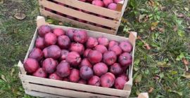 Somos proveedores de confianza de frutas y verduras frescas