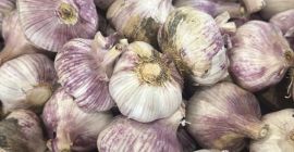 Vendemos ajo morado fresco de alta calidad, recién producido