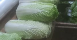 Vendo col china, 0,5-1,8 kg, refrigerada. Camiones completos. Contacto