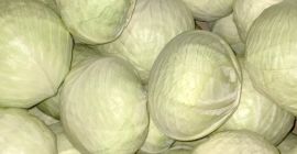 Venta de repollo blanco y morado. 1500 toneladas disponibles.