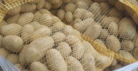 Vendo papas Soraya, a partir de 45 mm, un