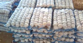 1. Nombre de la materia; Ajo blanco puro (ajo