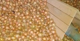 Hola, vendo varios camiones de cebollas sueltas. Variedades: Dormo