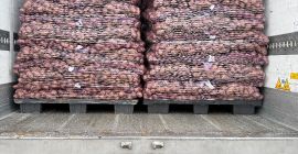 Vendo papas comestibles con análisis fitopatológicos. Cantidades por camión.