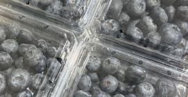 Vendo arándanos americanos, origen Perú, Polonia. Escríbeme por WhatsApp