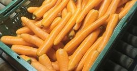 Vendo zanahorias lavadas y cepilladas. Tamaño comercial. Precio: 0,80
