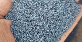 Semillas de amapola azul holandesa de la costa frisia