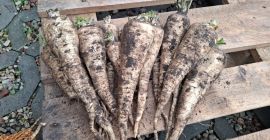 Vendo perejil. Para más información, llame al [número de