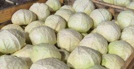 Vendo cantidades al por mayor de col blanca para