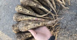 Chirivías - Cosecha 2025, 200 toneladas. Ofrecemos chirivías frescas