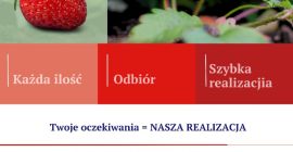 Compraré una fresa.