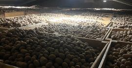 Venderé patatas comestibles de las siguientes variedades: GALA, QUENN
