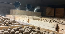 Venderé patatas comestibles de las siguientes variedades: GALA, QUENN