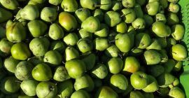 Venderé Lukasówka pear y Conference. Somos productores de frutas