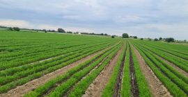 Somos una empresa familiar que cultiva zanahorias con certificación