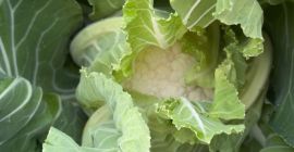 Vendo coliflor santa maria, aproximadamente 2-3 toneladas.