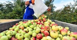 ¡Podemos ofrecer entre 50 y 200 toneladas de diferentes