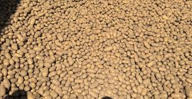 Vendo patatas comestibles con pruebas fitosanitarias reina Anna, Gala,