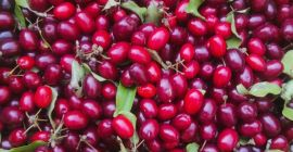 Se venden 200 kg de cornejo Juliusz (Cornus mas