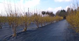 Se venden 200 kg de cornejo Juliusz (Cornus mas