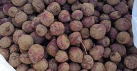 Vendo remolacha roja de la variedad Monty. El producto