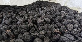 Ciruelas pasas Stanley, producidas en Moldavia. Grandes, sin calibrar,