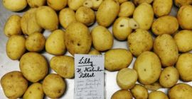 Vendo papas grandes, variedad Lilly. Por camión, directamente de