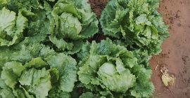 Buenas lechugas romana isasa y iceberg Precio se puede