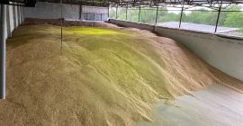 Vendemos espelta ecológica pelada de 2025 g en cantidades