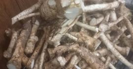 Rábano picante casero en venta en raíces en frascos