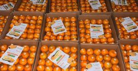 Nos complace ofrecer naranjas frescas de primera calidad directamente