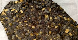 Venderé semillas de calabaza Gleisdorfer