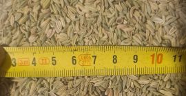 Semillas de hinojo con una pureza del 99,5 %